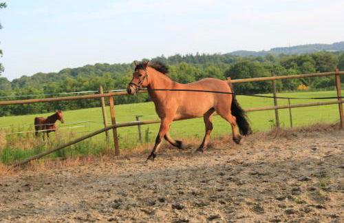 Gites de la Haie - Foto 52