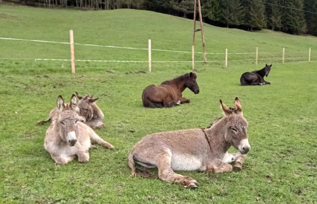 Rossweid hut With a Fantastic View - Foto 12