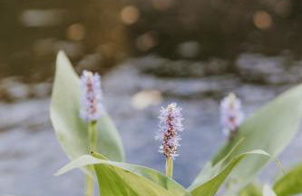 Gîtes du Bulz, en pleine forêt proche de la mer - Photo 71
