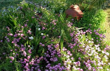 Anna Daniil Oasis Studios Skala Kallonis - Foto 54