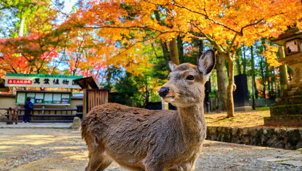 Excursion à Nara et Uji - Photo 3