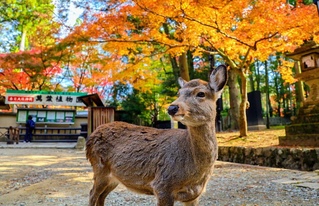 Excursion à Nara et Uji - Photo 3