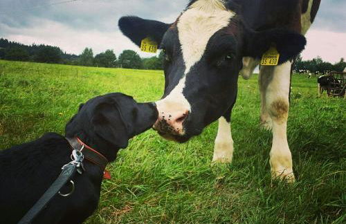 Gutshof Großheringen - Ferienwohnung 4 Personen - Foto 9