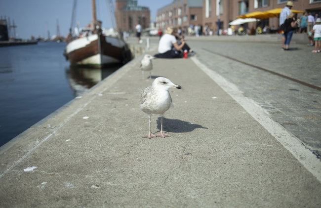 Gemutlicher Bungalow mit Garten in Nakenstorf - Foto 66