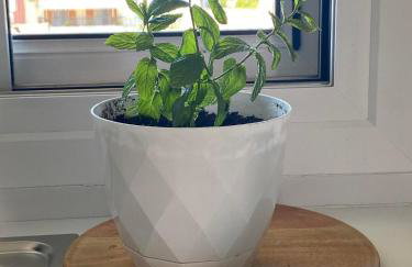 Menta House - Photo 19