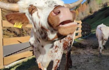 Texas Longhorn Ranch Neumannhof - Photo 8