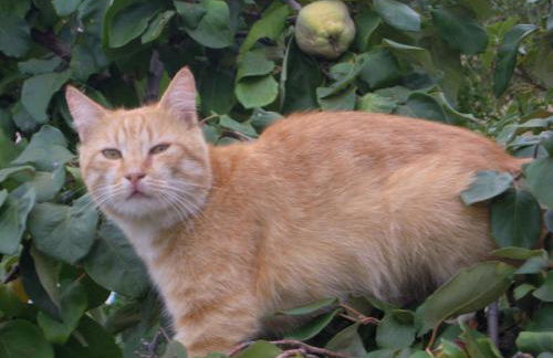 Agriturismo Camisadu - Foto 80