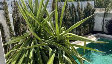 Sunshine Guesthouses in Azeitao and Algarve - Foto 5, Garden, Garden view