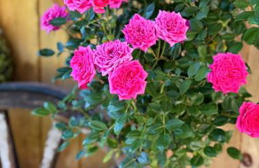 Ferienwohnungen Kieferbachtal - Foto 11