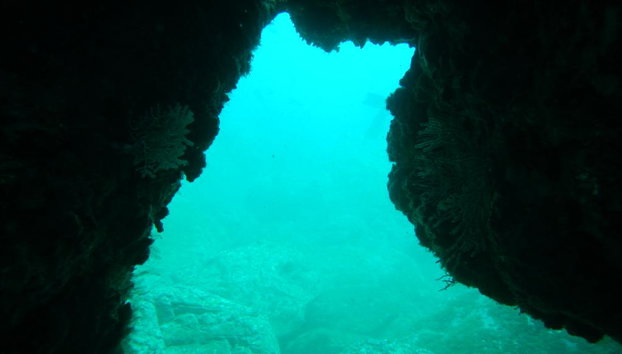 Beneath the Blue: Dive into the Wild Pacific - Photo 4