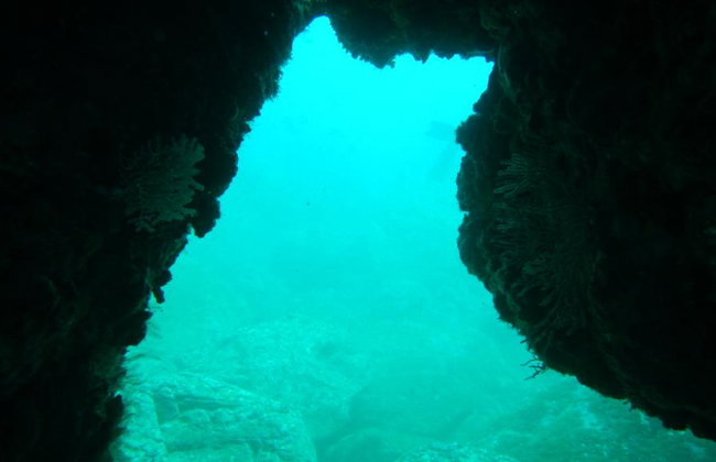 Beneath the Blue: Dive into the Wild Pacific - Photo 4