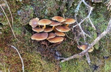 O Campo DaFolla - Foto 31