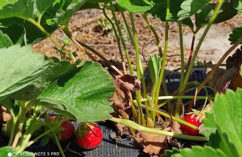 Quinta Damigo - Foto 66