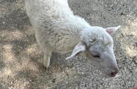 Agriturismo Villa Assunta - Foto 12