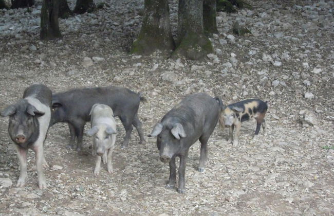 Agriturismo Camisadu - Foto 36