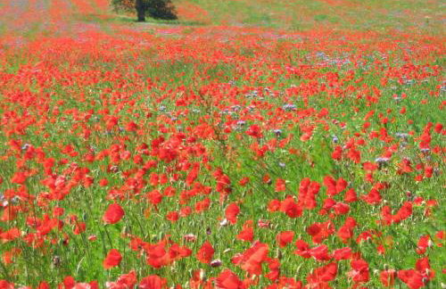 Ferienhaus Villa Korn - Foto 26