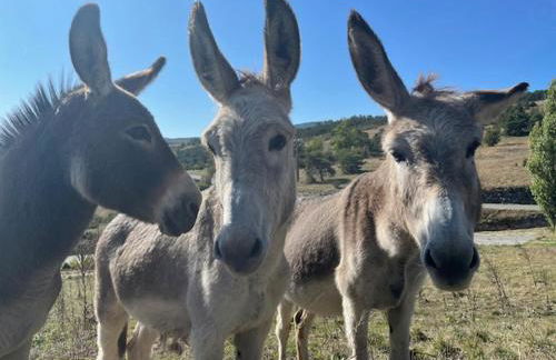 Le petit Saint Clair - Foto 15