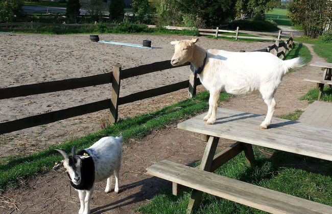 Ferienhof Gut Oestergaard - Photo 49
