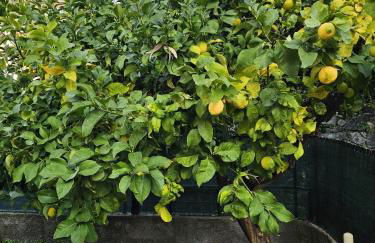 Marty&Olly Luxury Garden Apt - Foto 46