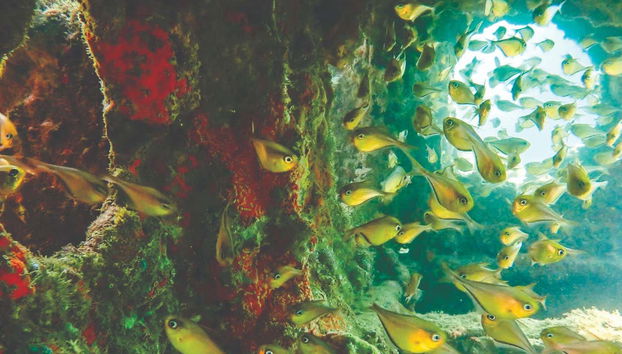 Diving at Ilhabela Shipwrecks - Photo 5