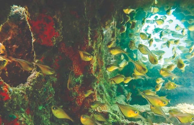 Diving at Ilhabela Shipwrecks - Photo 5