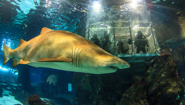 Aquarium von Barcelona - Foto 2