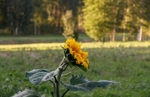 Zacisze Markowszczyzna - Foto 54