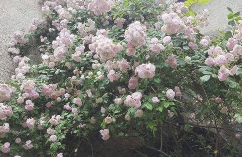 Cévennes Méridionales maison linge fourni - Foto 20