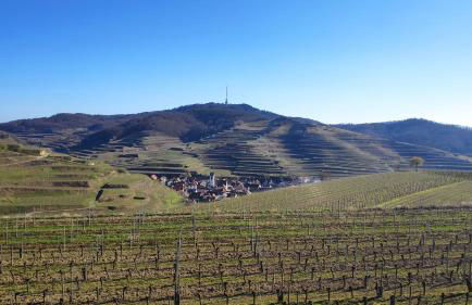 Weingut & Straußwirtschaft Vogel - Foto 65