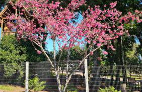 Casa na Árvore - Foto 25