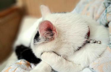 Pałac Rząsiny - Foto 72