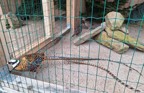 Ferienwohnung Goldfasan - Foto 34