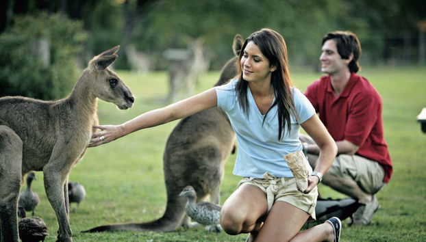 Cangurus no santuário