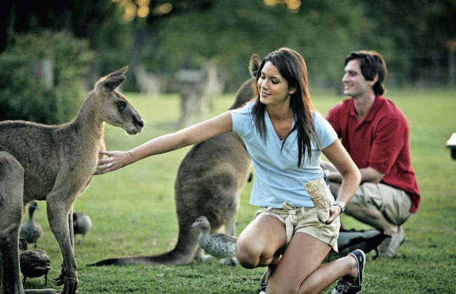 Passeio de barco + Santuário de coalas - Foto 4