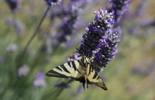 Apartment Drazan - Foto 59