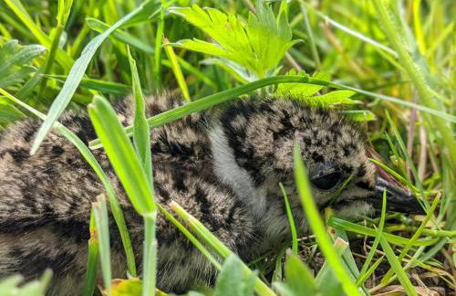 The Bothy at High Frost Hall - Foto 11