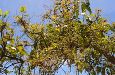 Mar de flores - Foto 41