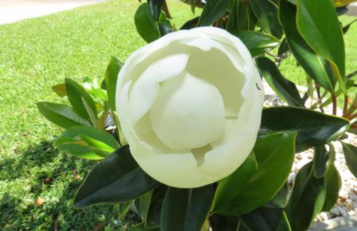 Multi Resorts at Puente Vista - Foto 20