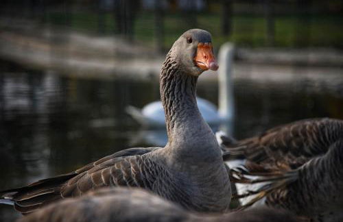 Agriturismo Corte Benetti - Foto 95