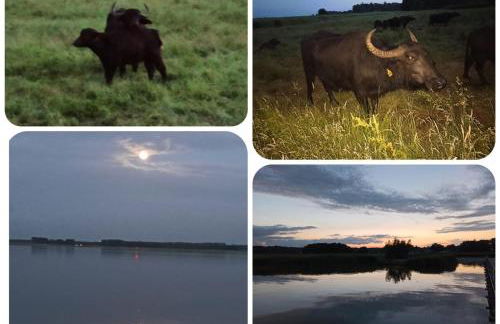 Ferienwohnung Born am Darßwald OG - Foto 15