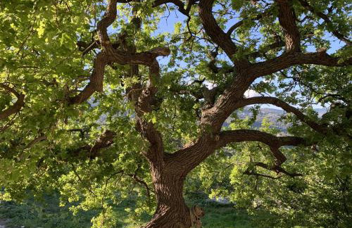 Oak Farm Traditional guesthouse - Foto 38