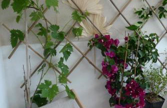 Nidu Accogliente in Balagna - Foto 7