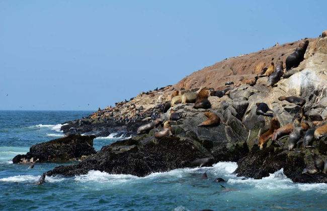 Balade en bateau aux îles Palomino - Photo 4