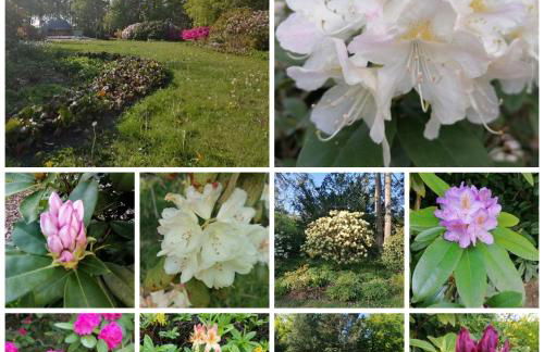 Ostsee-Wiesenpieper (Graal-Müritz) - Foto 12