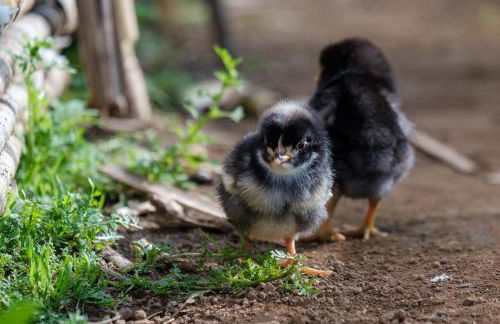 Solar Branco Eco Estate - Photo 61