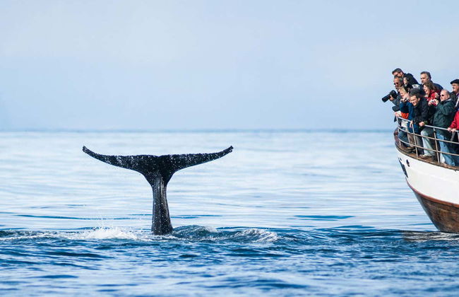 Árskógssandur Whale Watching - Photo 2