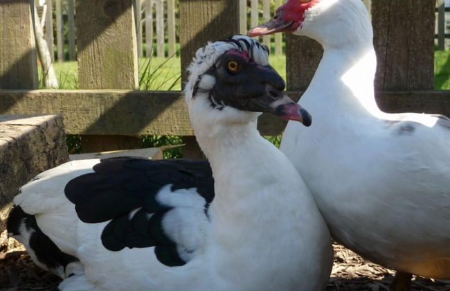 Birchill Farm Holiday Cottages - Photo 53