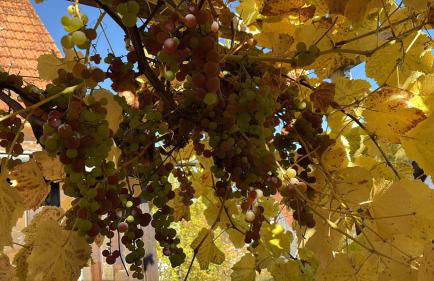 Haus herhönspatziert - Photo 21