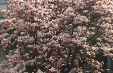 Ül Laghèe Blevio Apartments - Foto 39