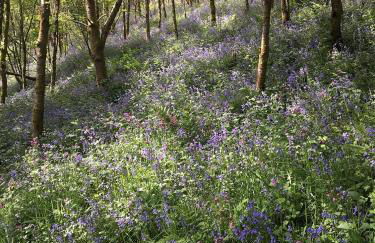 Jacks Cottage - Foto 34